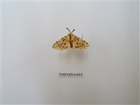 藏品(碎斑黃東燈蛾)的圖片